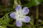 Largeflower baby blue eyes